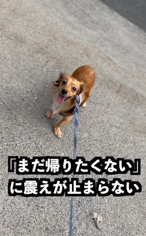 まだ帰りたくないに震えが止まらない