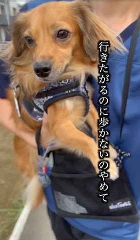 行きたがるのに歩かないのやめてテロップ