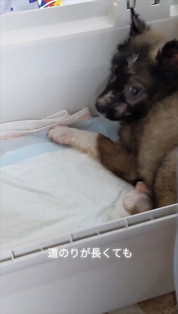 殺処分予定の野犬を引き取り