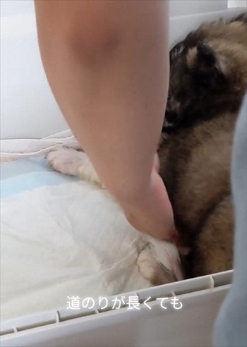 殺処分予定の野犬を引き取り