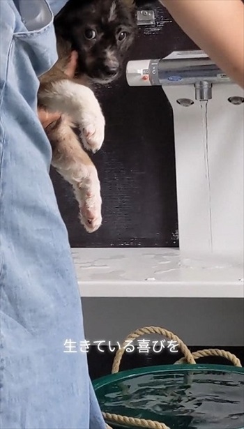 殺処分予定の野犬を引き取り