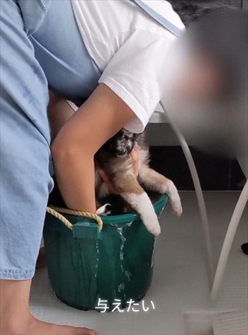 殺処分予定の野犬を引き取り