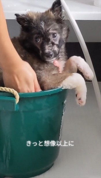 殺処分予定の野犬を引き取り