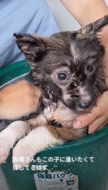 殺処分予定の野犬を引き取り