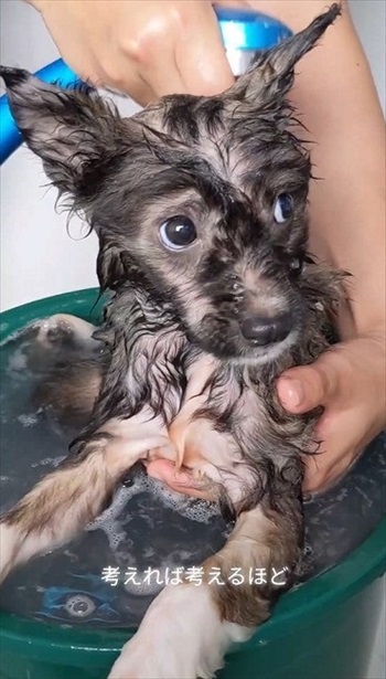 殺処分予定の野犬を引き取り