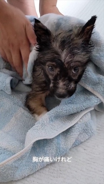 殺処分予定の野犬を引き取り