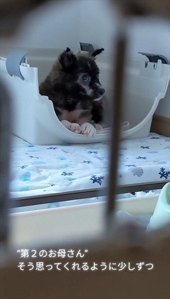 殺処分予定の野犬を引き取り