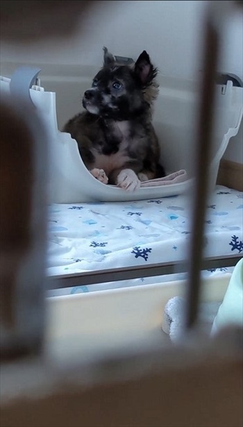 殺処分予定の野犬を引き取り