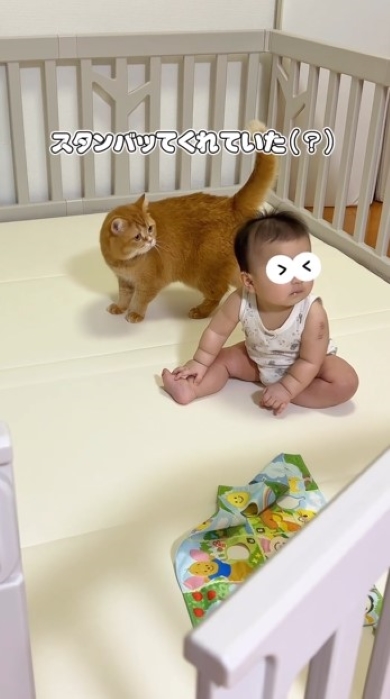 赤ちゃんを見つめる猫