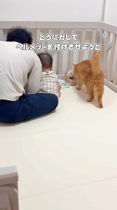 ヘルメットに顔を近づける猫
