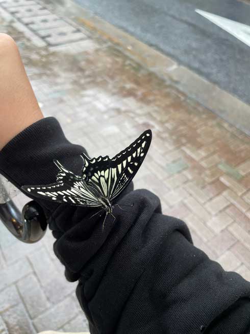 雨宿り アゲハ かわいい 土砂降り 困ってた 散歩 蝶