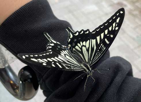 雨宿り アゲハ かわいい 土砂降り 困ってた 散歩 蝶