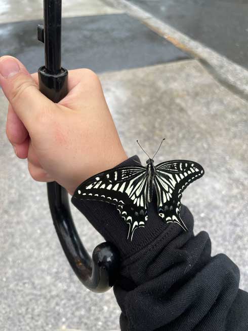 雨宿り アゲハ かわいい 土砂降り 困ってた 散歩 蝶