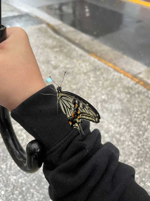 雨宿り アゲハ かわいい 土砂降り 困ってた 散歩 蝶
