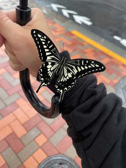 雨宿り アゲハ かわいい 土砂降り 困ってた 散歩 蝶
