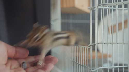 飛びかかるリス