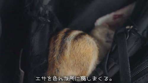 エサを隠すリス