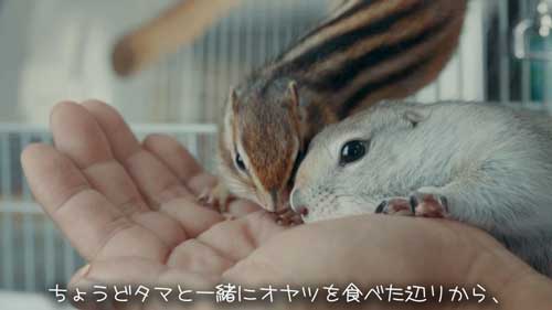 おやつ食べるリス