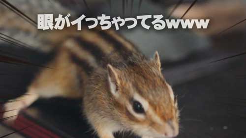 目バキバキのリス