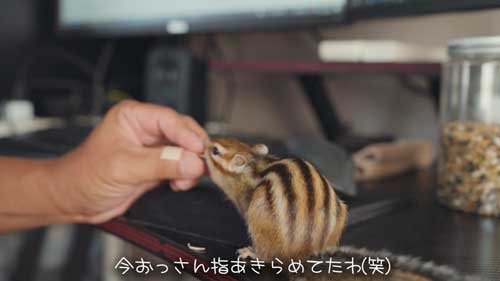 エサもらうリス