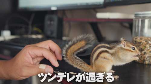 ツンデレなリス