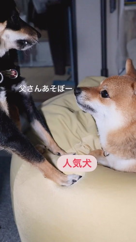 チョイチョイされても怒らない優しいごまパパ