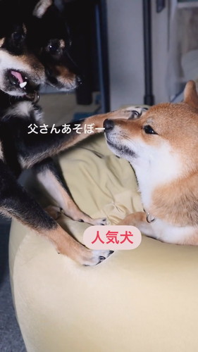 チョイチョイされても怒らない優しいごまパパ