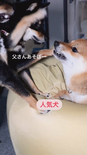 チョイチョイされても怒らない優しいごまパパ