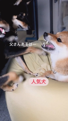 チョイチョイされても怒らない優しいごまパパ