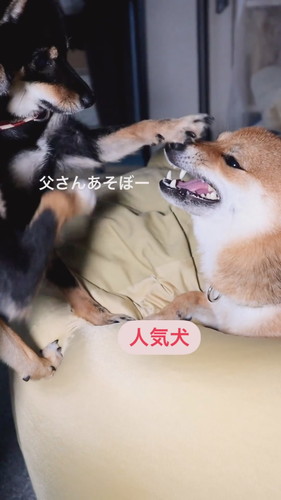 チョイチョイされても怒らない優しいごまパパ