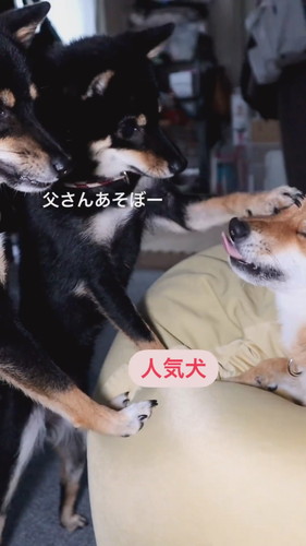 チョイチョイされても怒らない優しいごまパパ