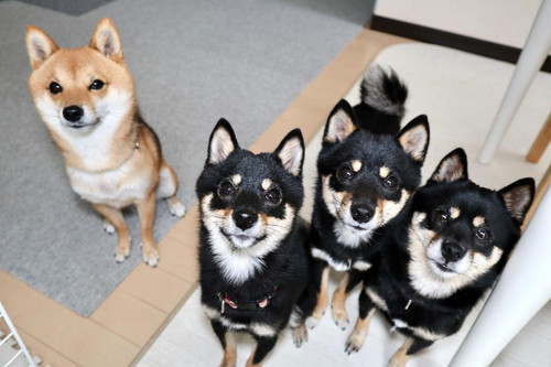 もふごまファミリー