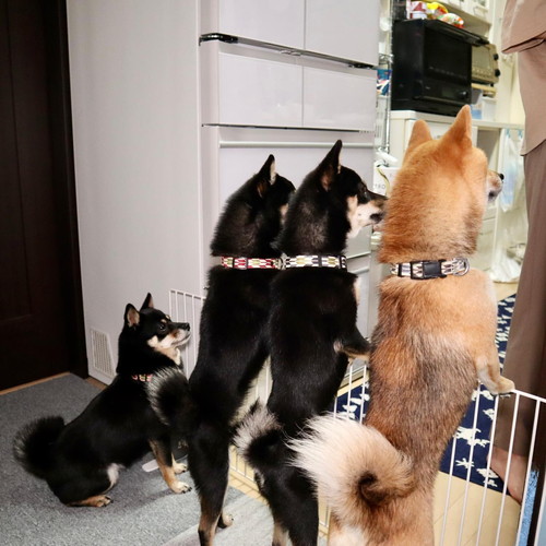 もふごまファミリー