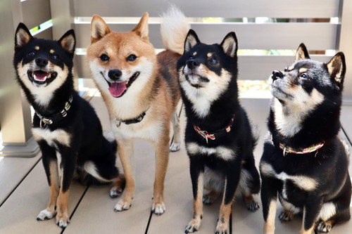 もふごまファミリー