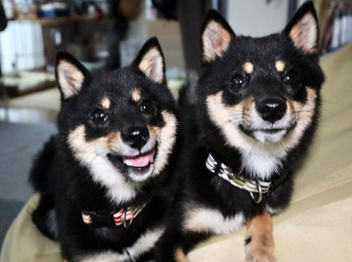 もふごまファミリー