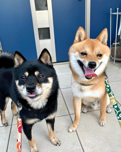 もふごまファミリー