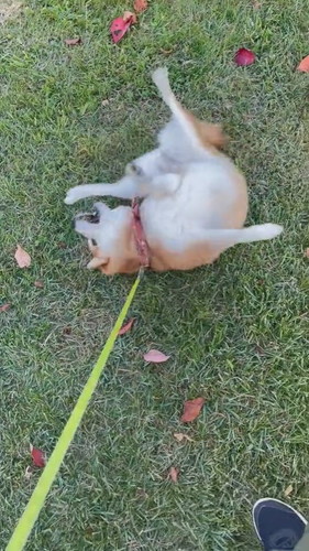 3日前にシャンプーした柴犬が芝生でゴロゴロ