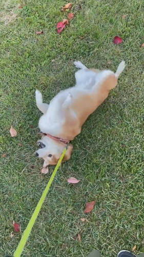 3日前にシャンプーした柴犬が芝生でゴロゴロ