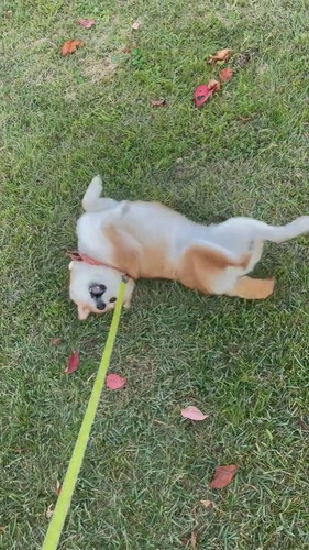 3日前にシャンプーした柴犬が芝生でゴロゴロ