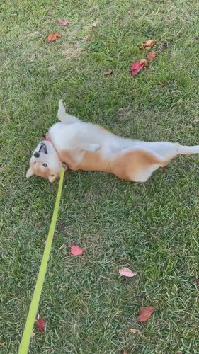 3日前にシャンプーした柴犬が芝生でゴロゴロ