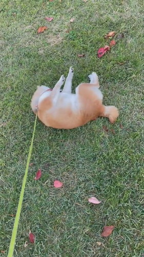 3日前にシャンプーした柴犬が芝生でゴロゴロ