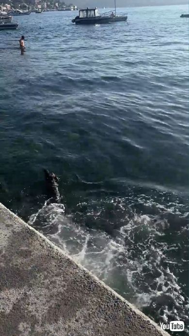 海に落ちた野良犬