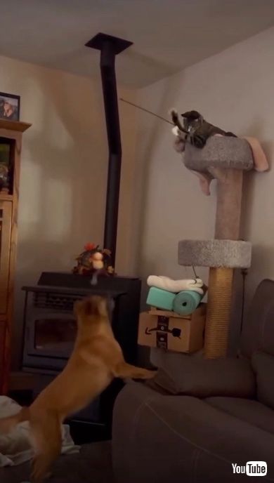 猫じゃらしを上手に使う猫