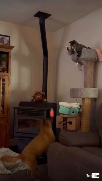 猫じゃらしに飛びつく犬