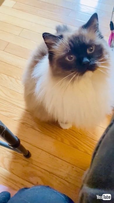 なでてもらうのを待つ猫