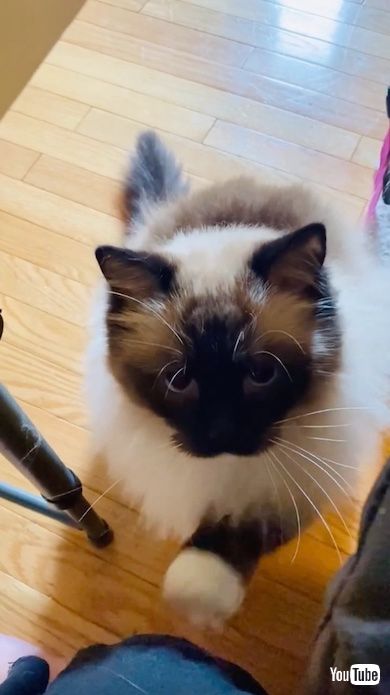 前足をチョンチョンさせて催促する猫