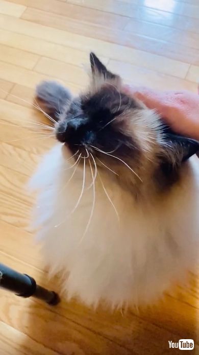 なでてもらっている猫