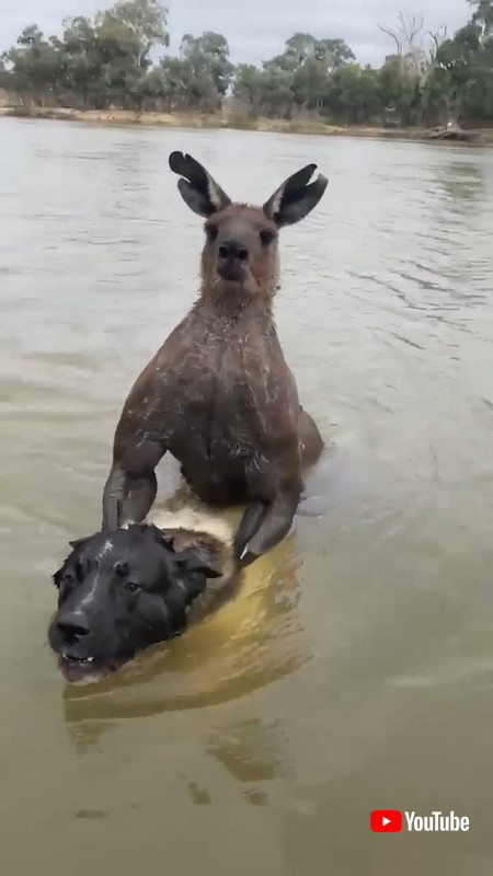 犬おさえるカンガルー