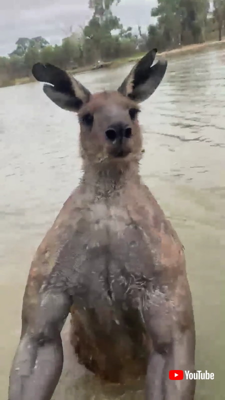 むきむきのカンガルー