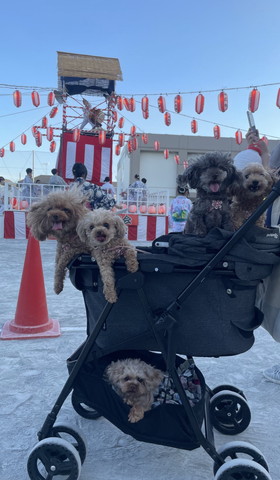 カートの乗るワンコたち